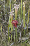 Crimson pitcherplant